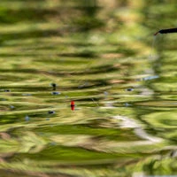 Preston Innovations F1 Dibber Pole Floats